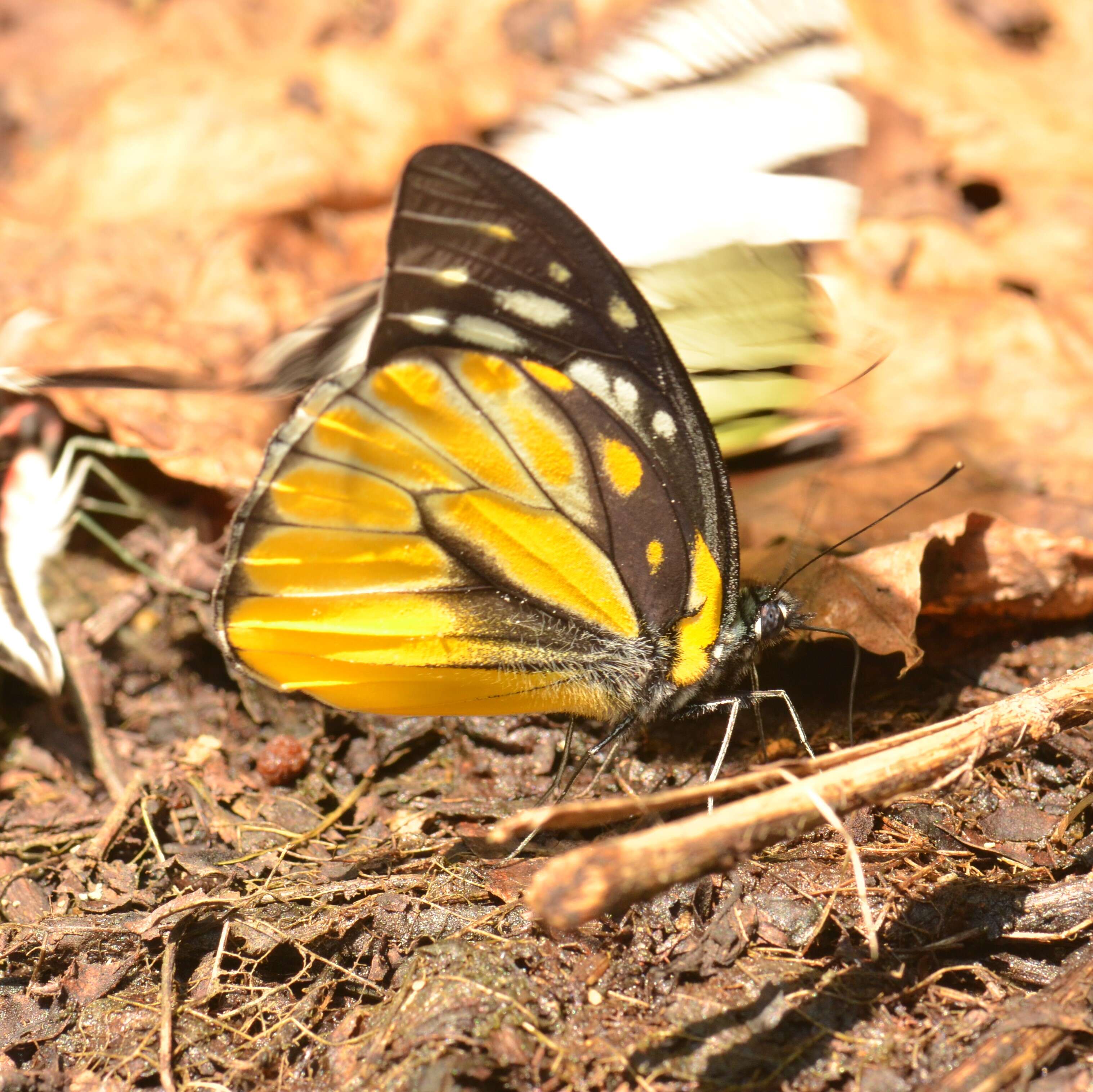 Image of Prioneris thestylis (Doubleday 1842)