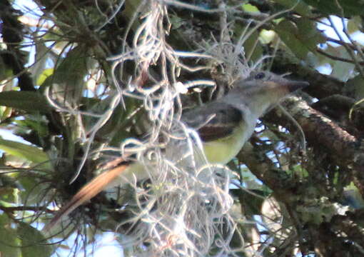 Image of Great Crested Flycatcher