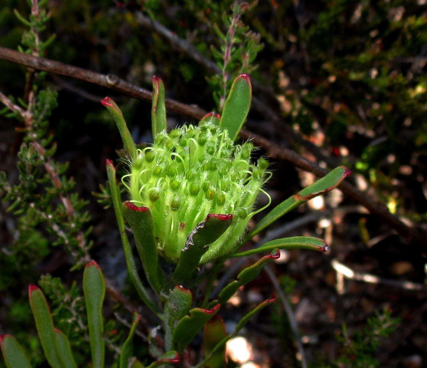 Image of Leucospermum saxatile (Salisb. ex Knight) Rourke