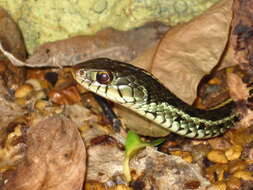 Image of Common Garter Snake