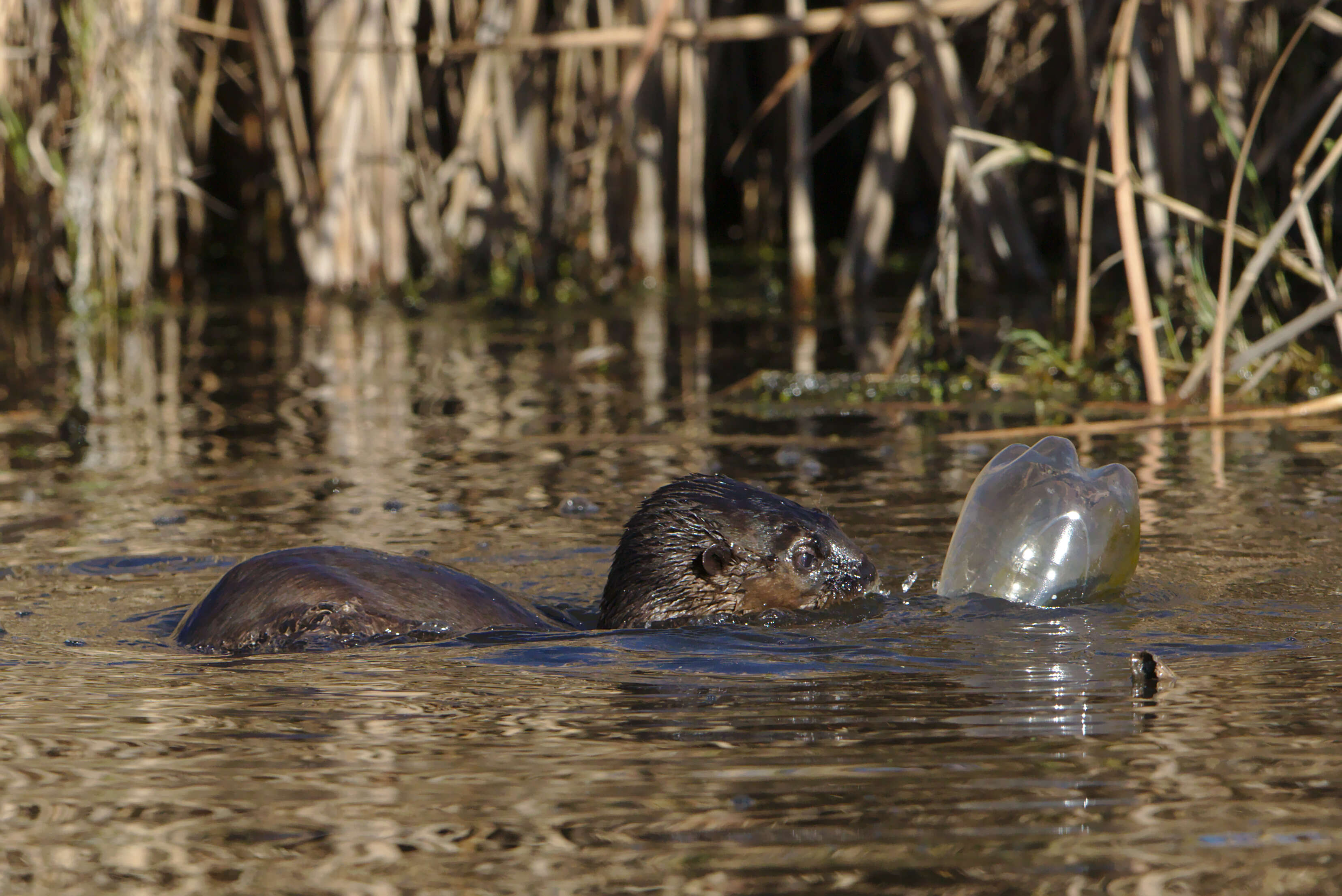 Image of Spotted-necked otter