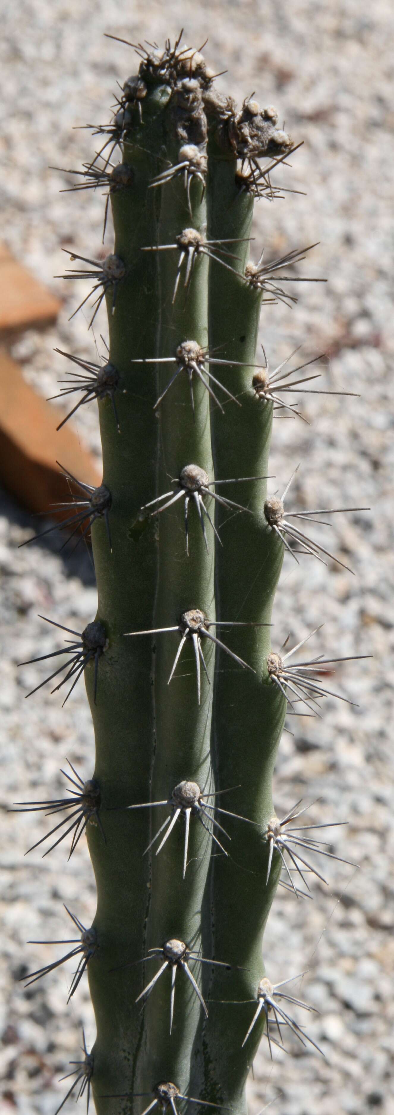 Image of Cereus estevesii P. J. Braun