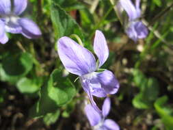 Image of common dog-violet