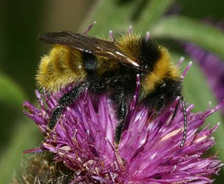 Image of Bombus campestris (Panzer 1801)