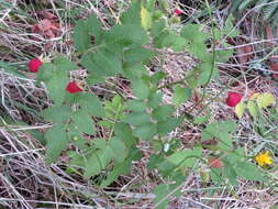 Image of West Indian raspberry