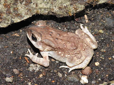 Image of Asian black-spined toad