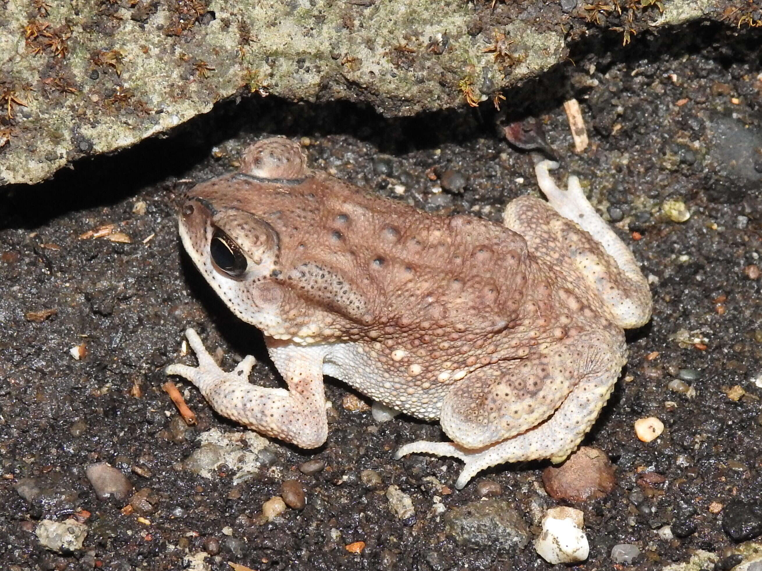 Image of asian black spotted toad