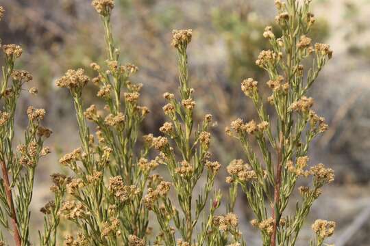 Image of Baccharis linearis (Ruiz & Pavón) Pers.