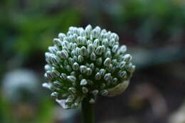 Image of garden onion