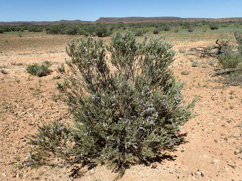 Слика од Eremophila pantonii F. Muell.