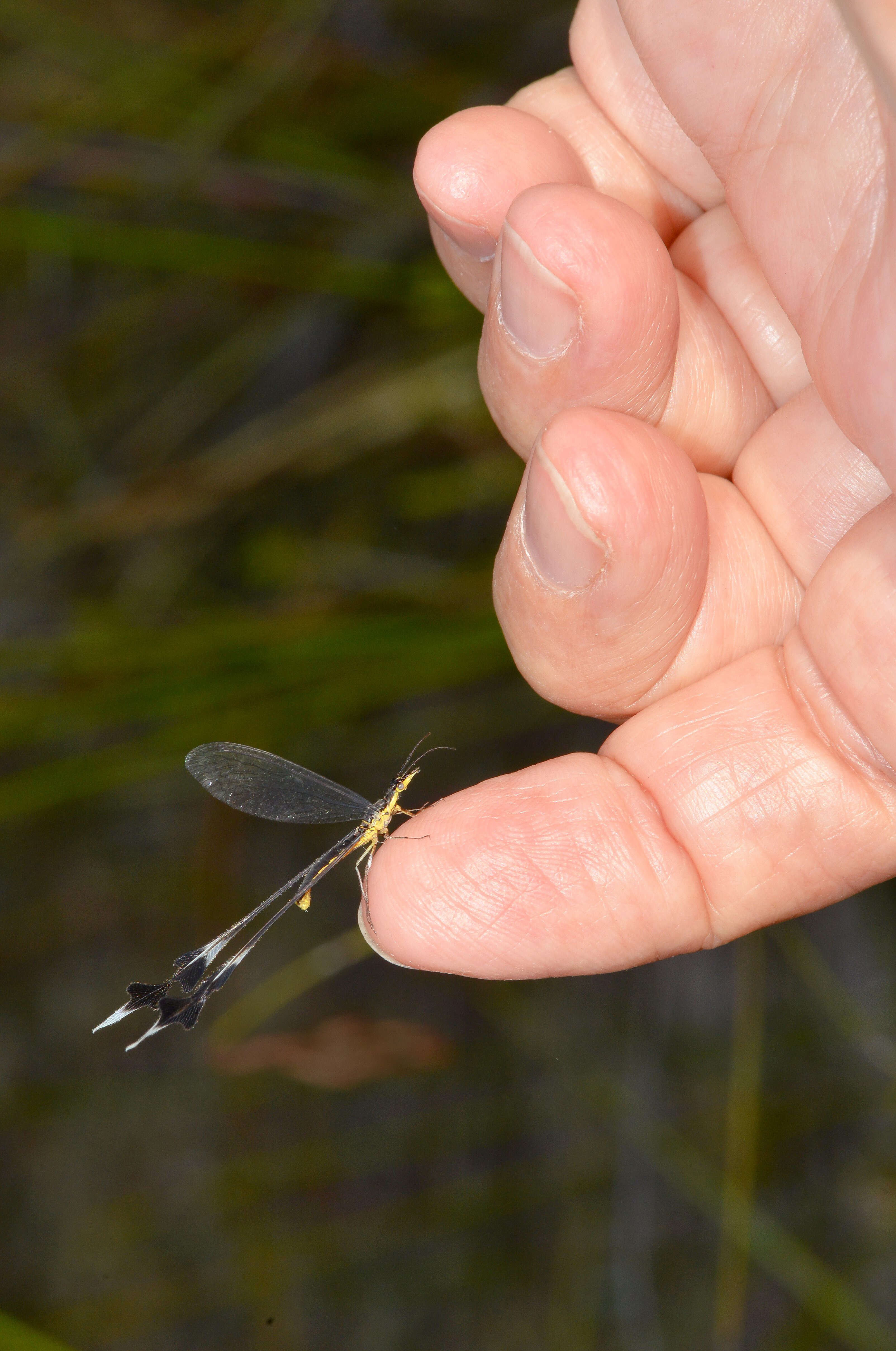 Image of thread-winged lacewings