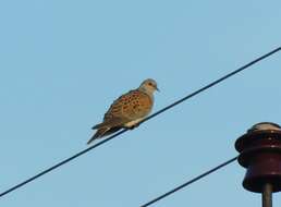 Image of turtle dove, european turtle dove