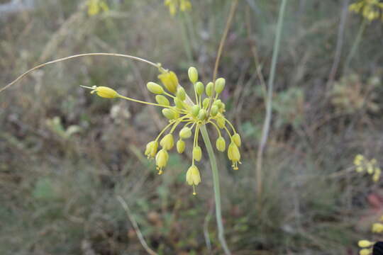 Image of Allium carinatum L.