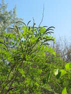 Imagem de Amorpha fruticosa L.