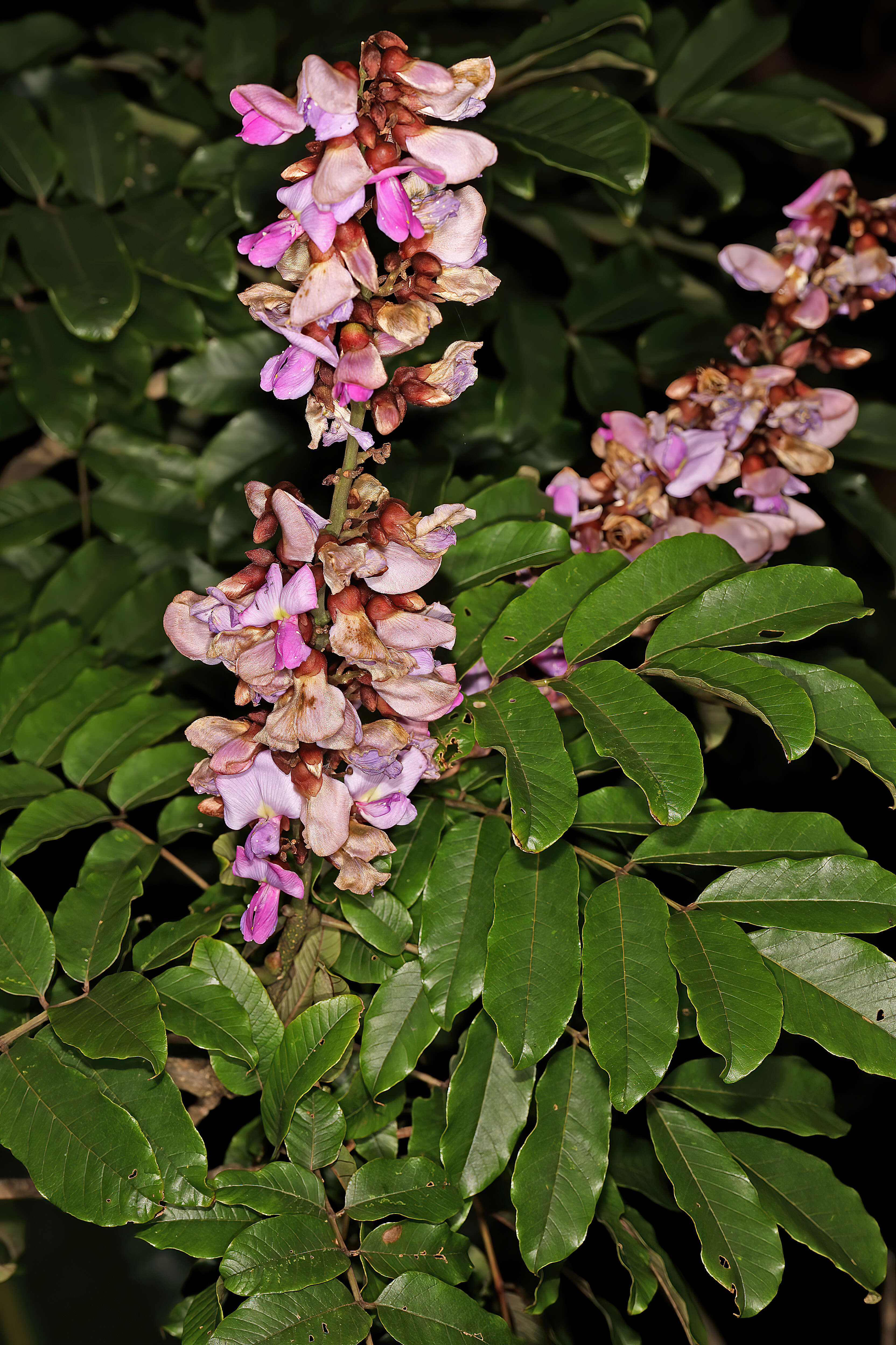 Image de Millettia grandis (E. Mey.) Skeels