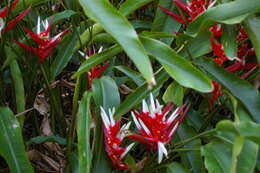 Image of Heliconia angusta Vell.