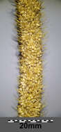 Image of Foxtail millet