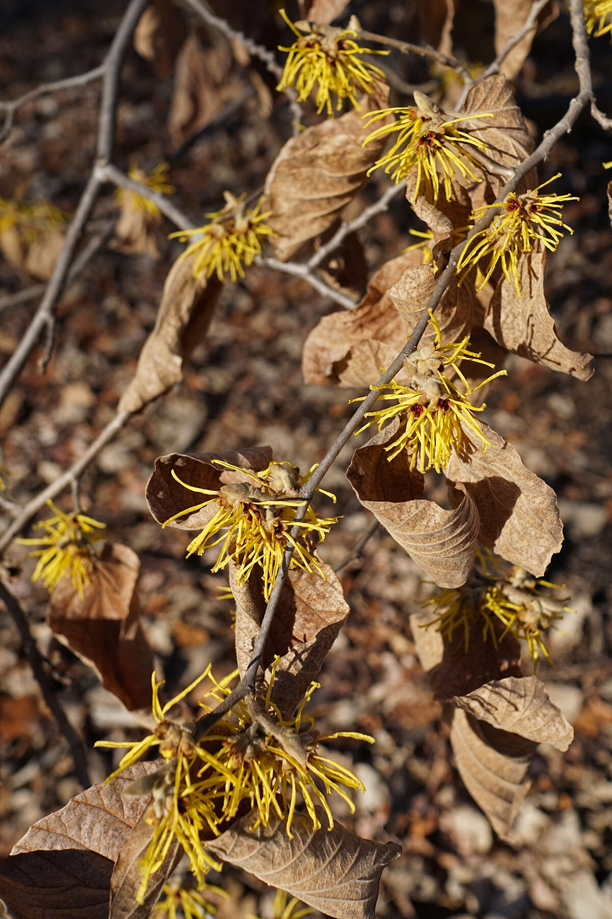 Imagem de Hamamelis mollis Oliv.