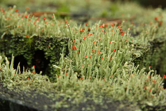 Image of Cladonia macilenta