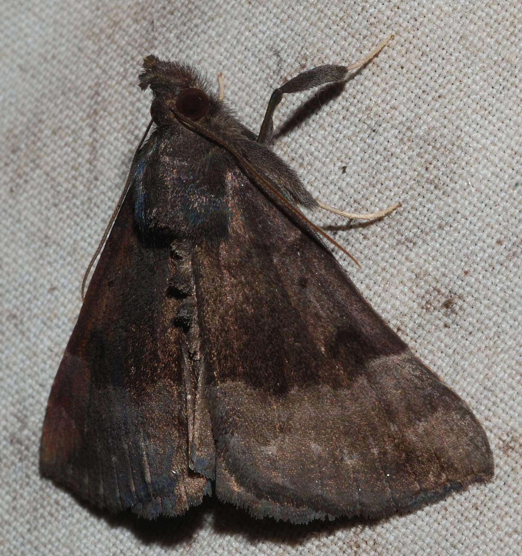 Image of Hypena madefactalis