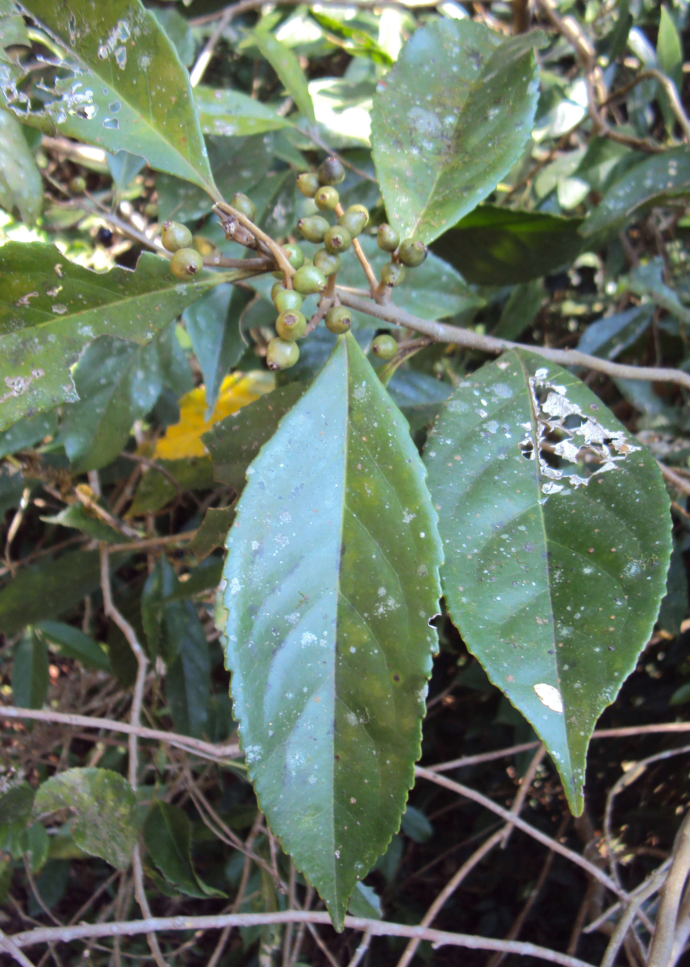 Image of Symplocos cochinchinensis (Lour.) Moore