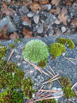 Image of pulvinate dry rock moss