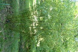 Image of Phyllostachys mannii Gamble
