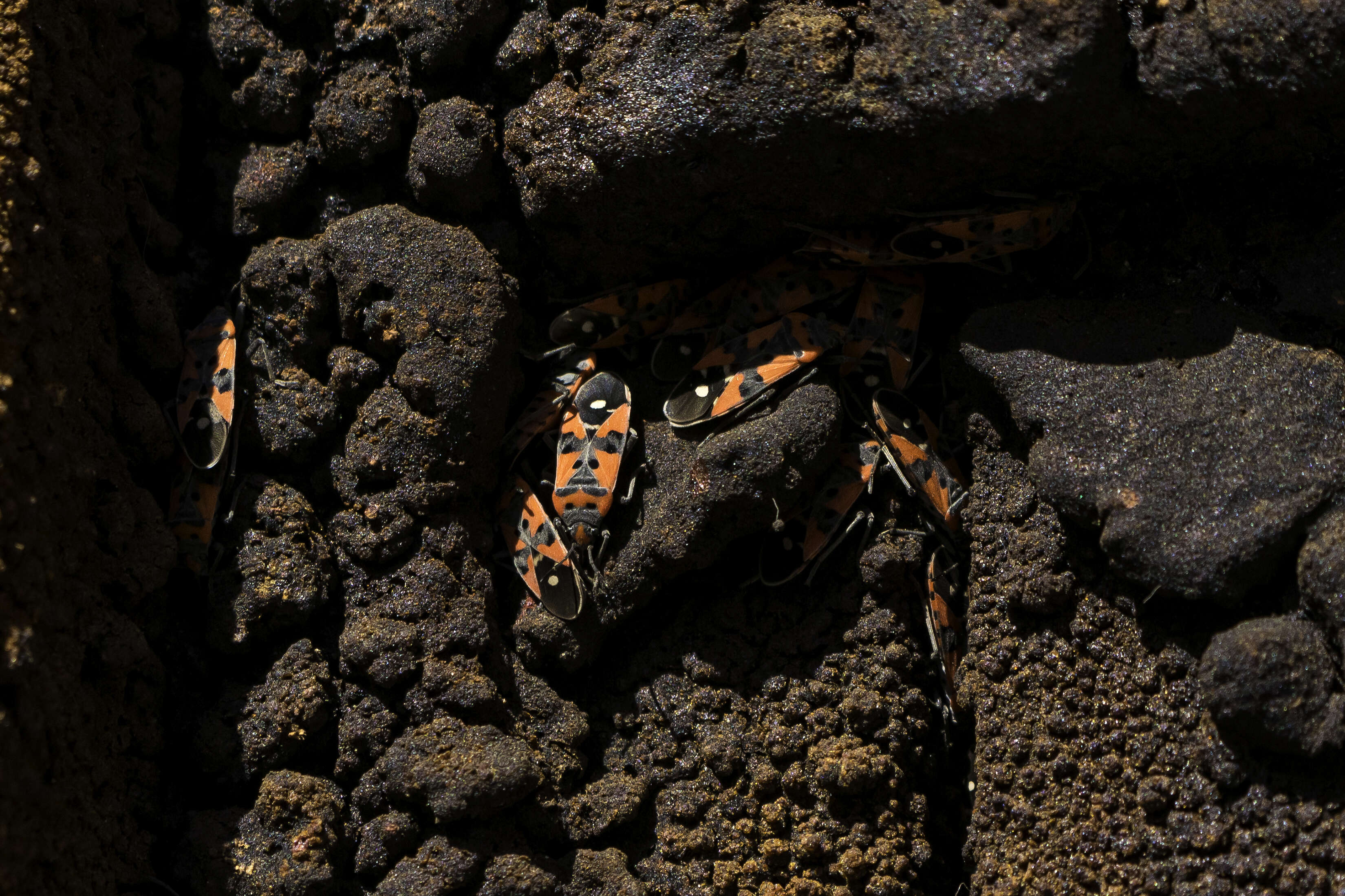 Image of Harlequin bug