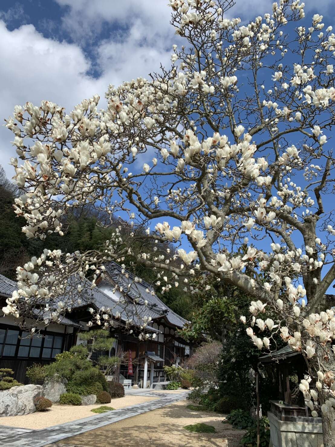 Image of Lily Tree