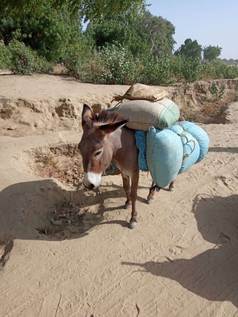 Image of Ass -- Feral donkey