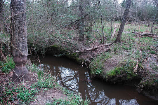 Image of beavers