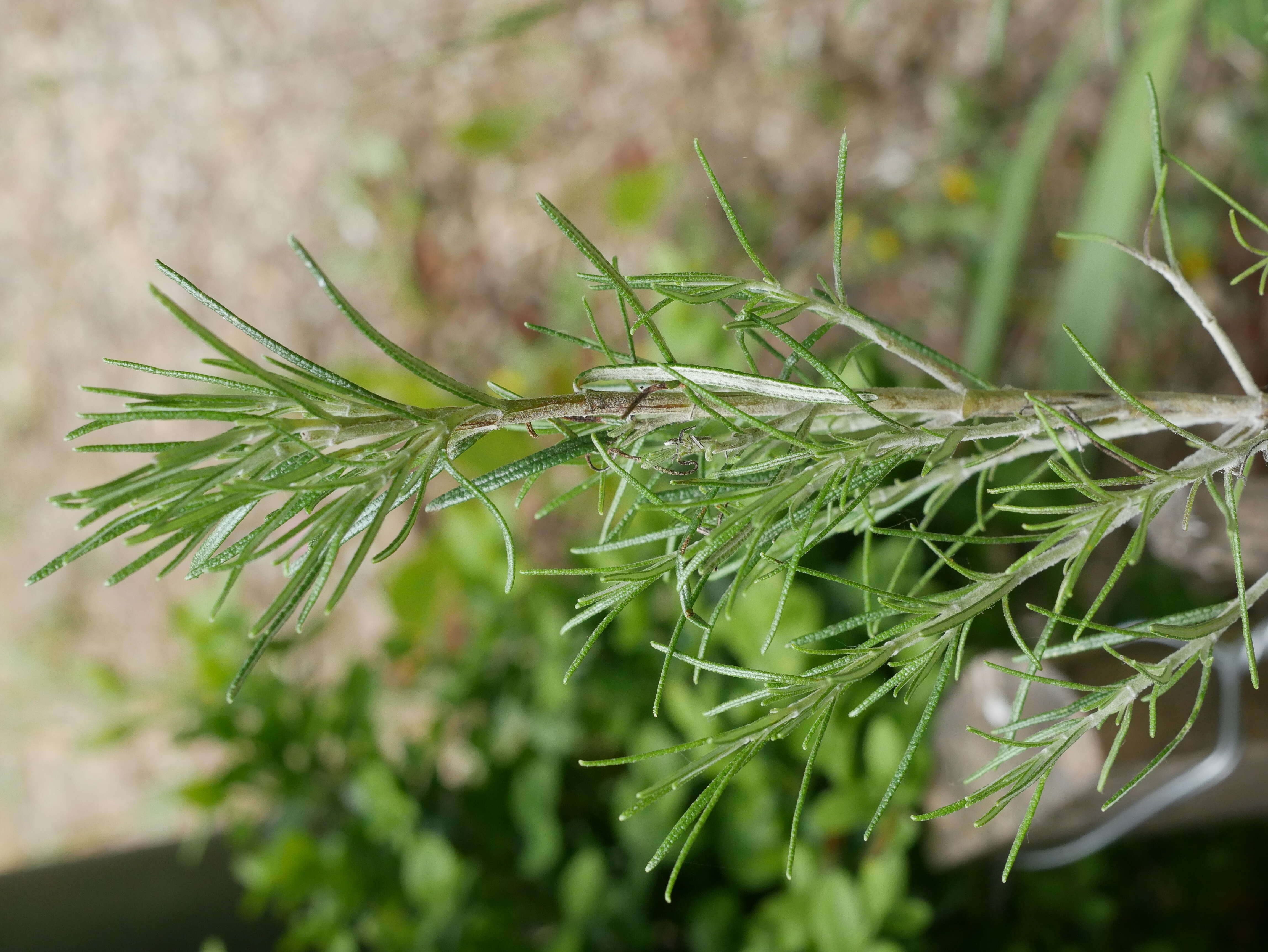 Image of Rosemary