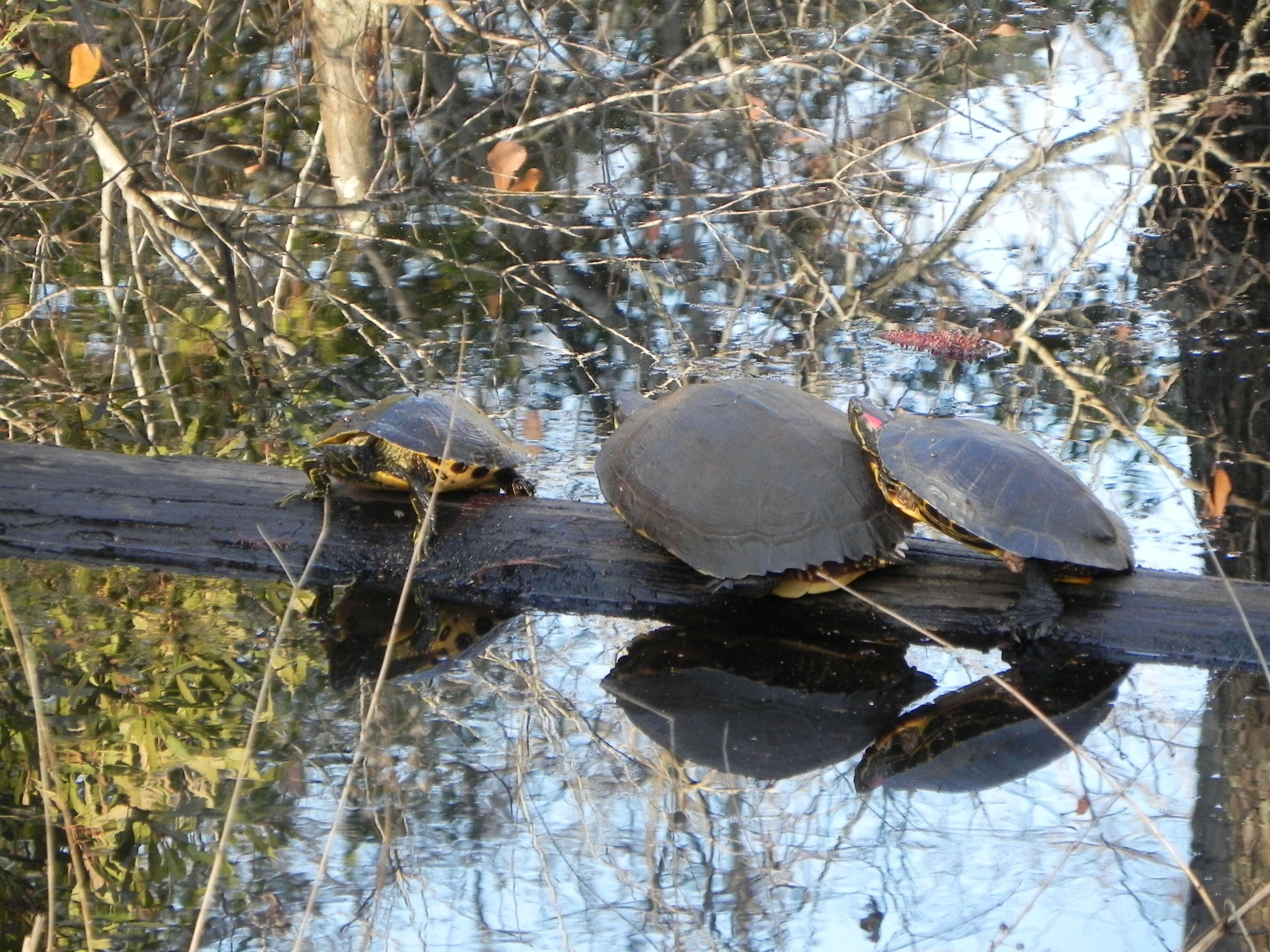 Image of slider turtle, red-eared terrapin, red-eared slider