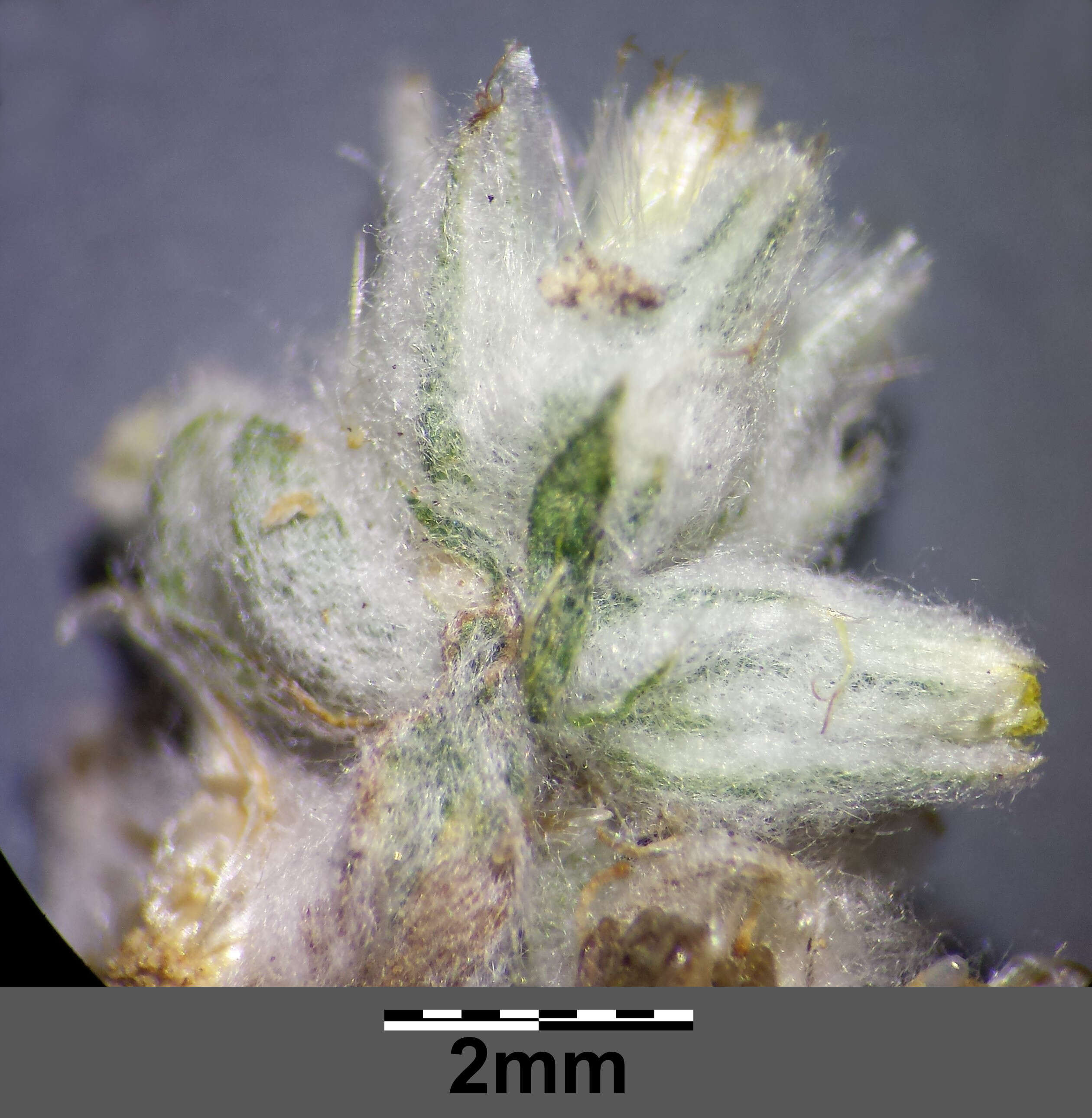 Image of field cudweed