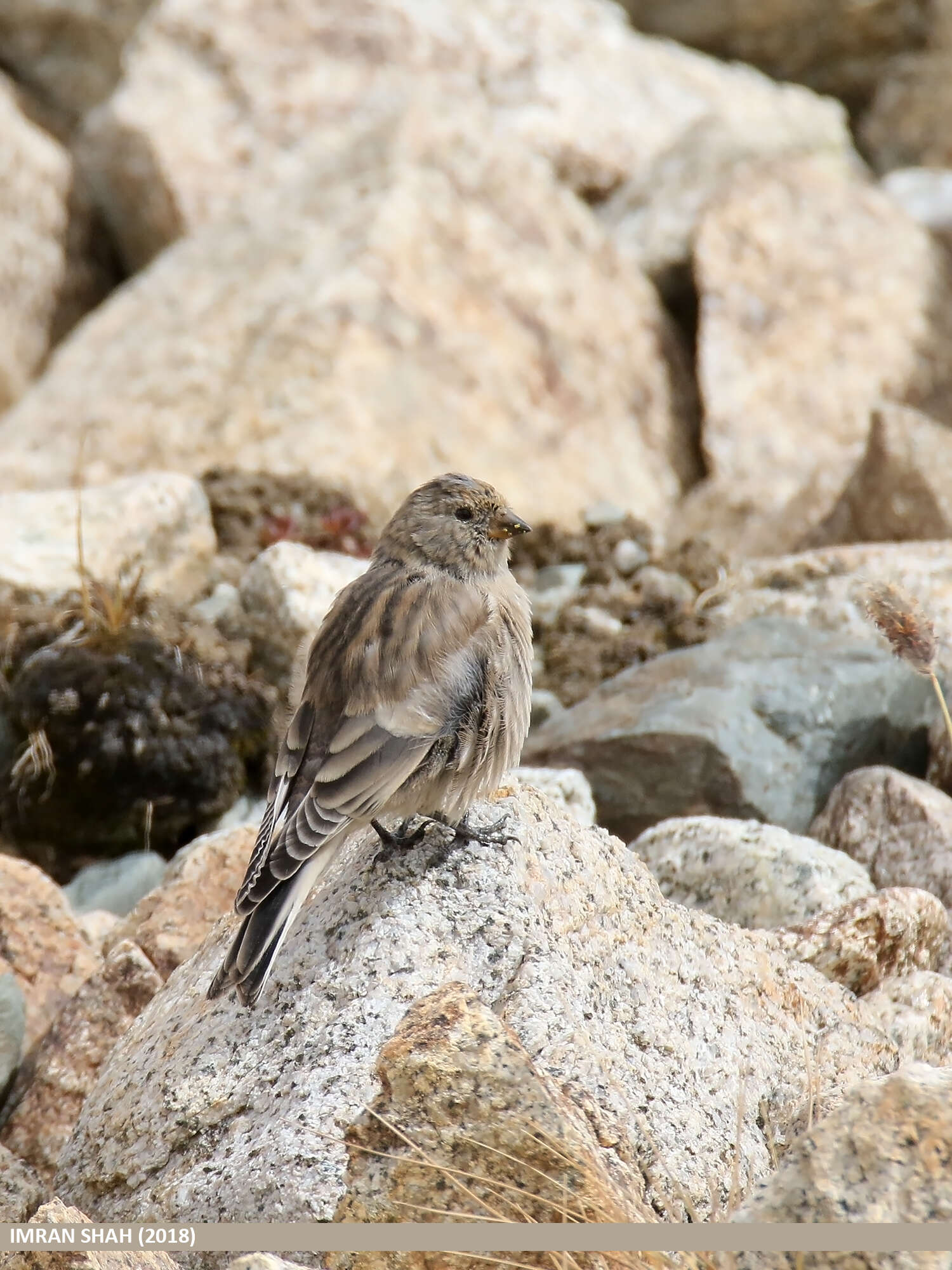 Image of Black-winged Snowfinch