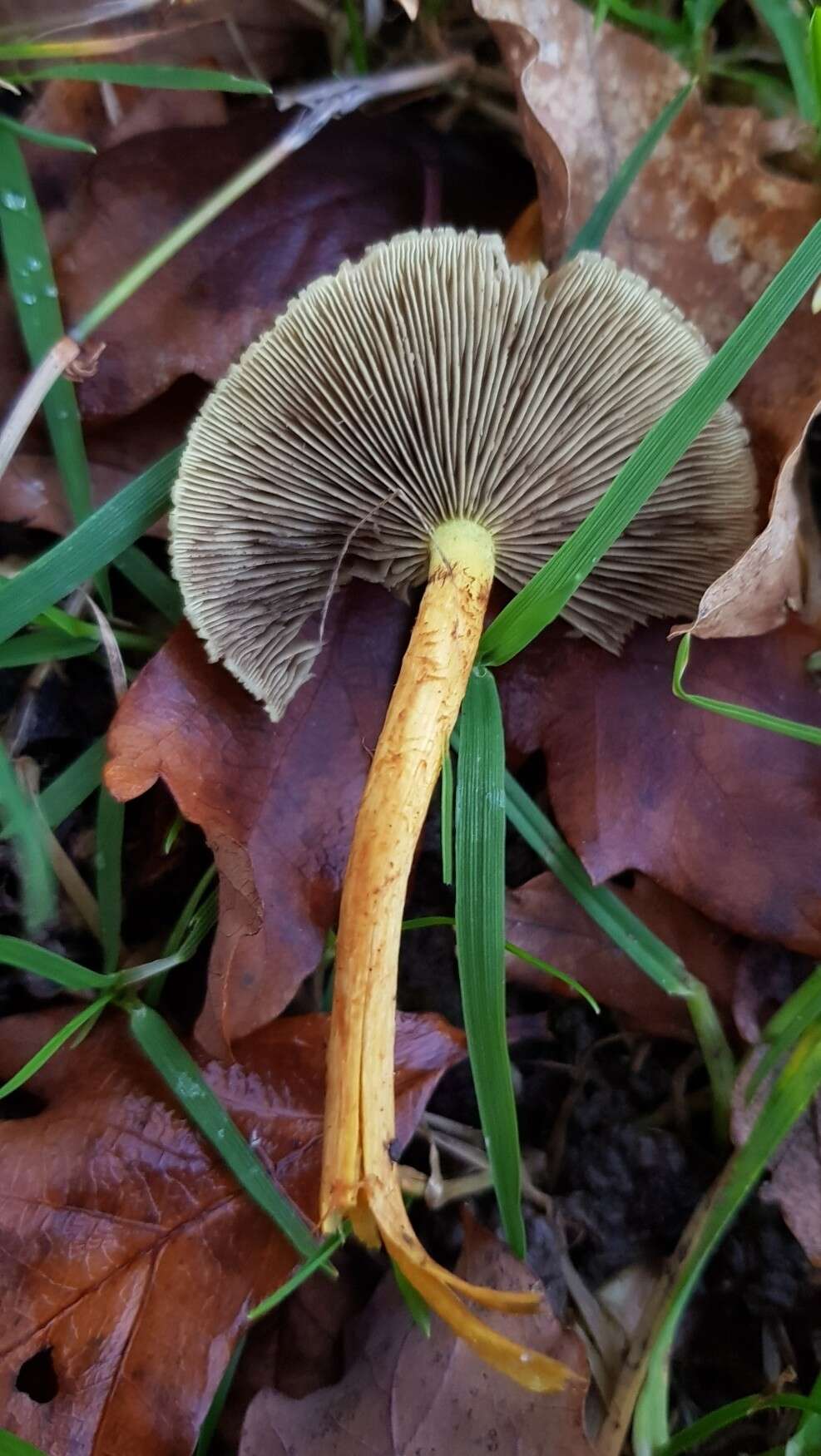 Image of Hypholoma fasciculare (Huds.) P. Kumm. 1871