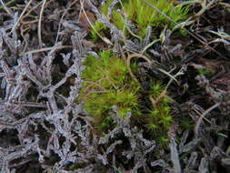 Image of Broom Moss