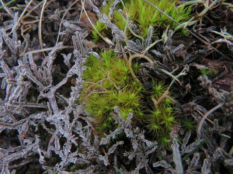 Image of Broom Moss