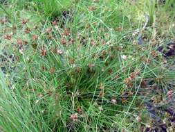 Juncus bulbosus L.的圖片