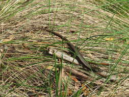 Image of Warm-temperate Water-skink