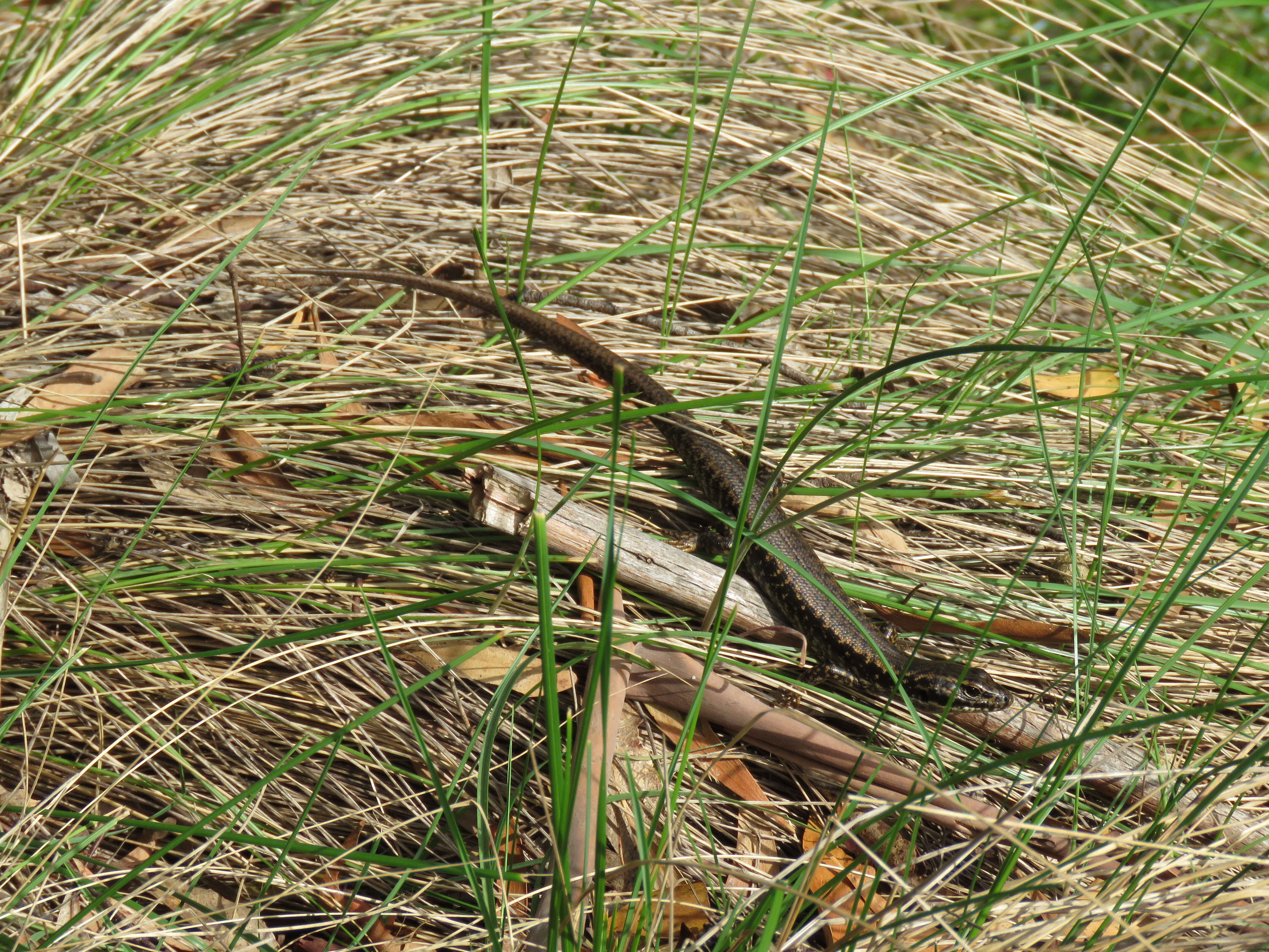 Image of Warm-temperate Water-skink