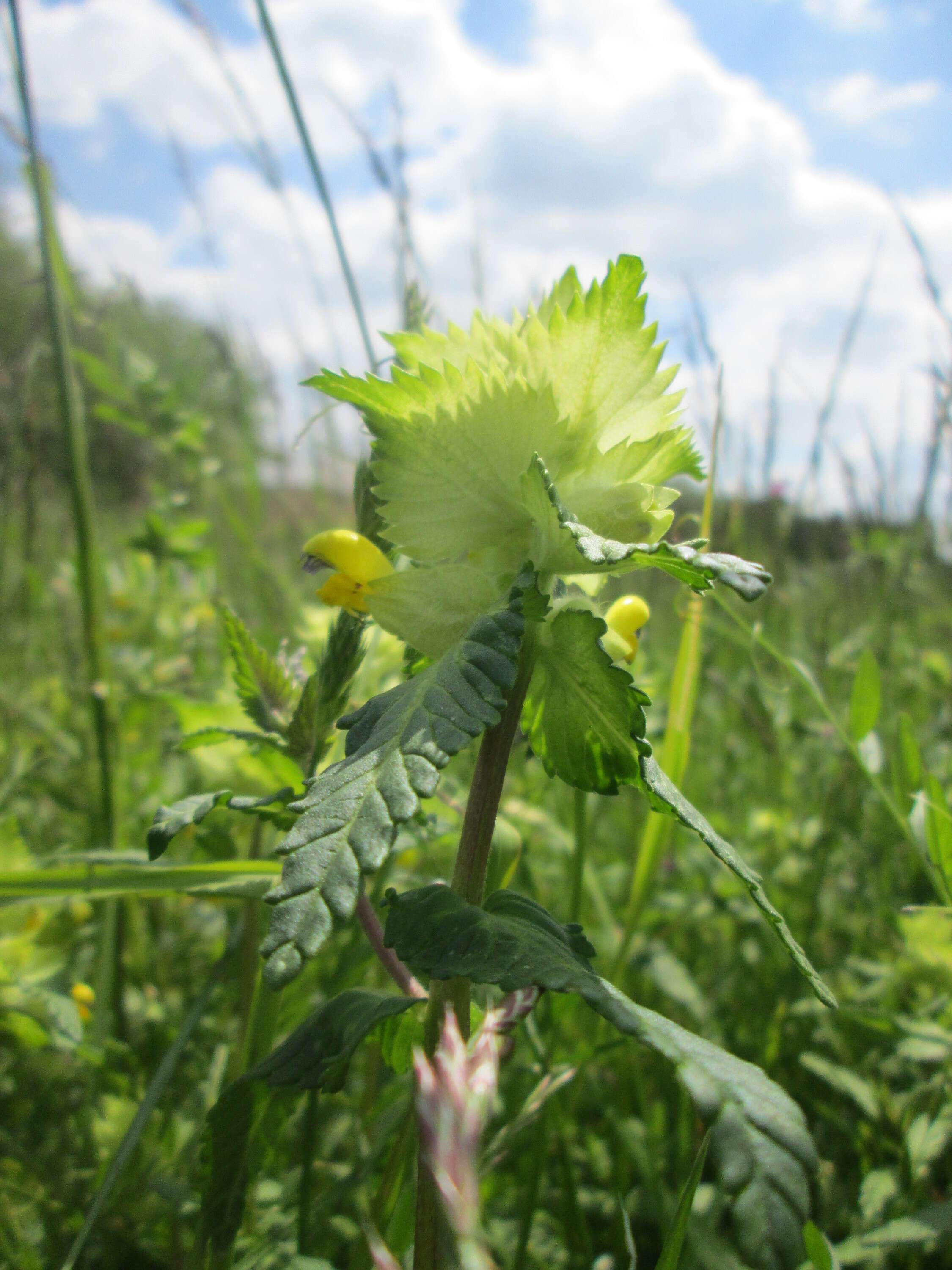 Image of European yellow rattle