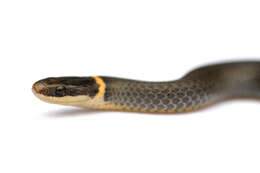 Image of Ring-necked Snake