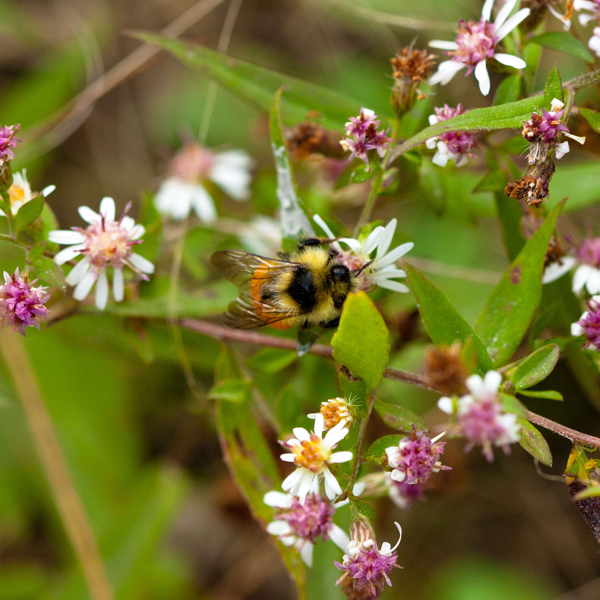 Image of Tricolored Bumble Bee