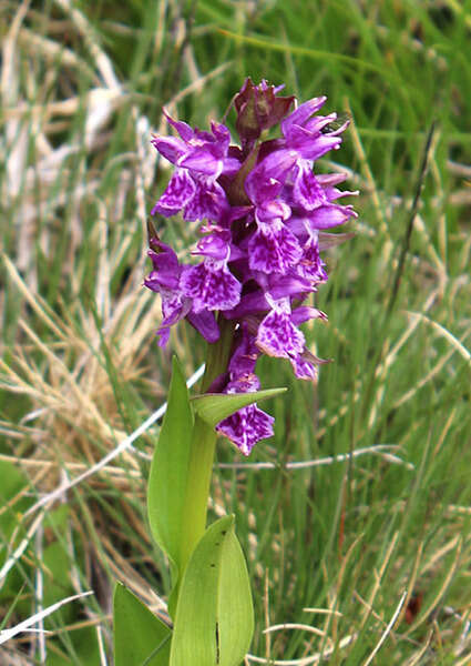 Image of Coeloglossum