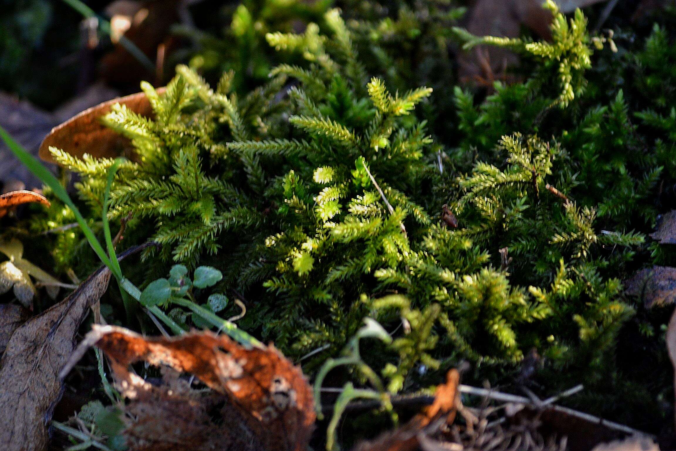 Image of tree climacium moss