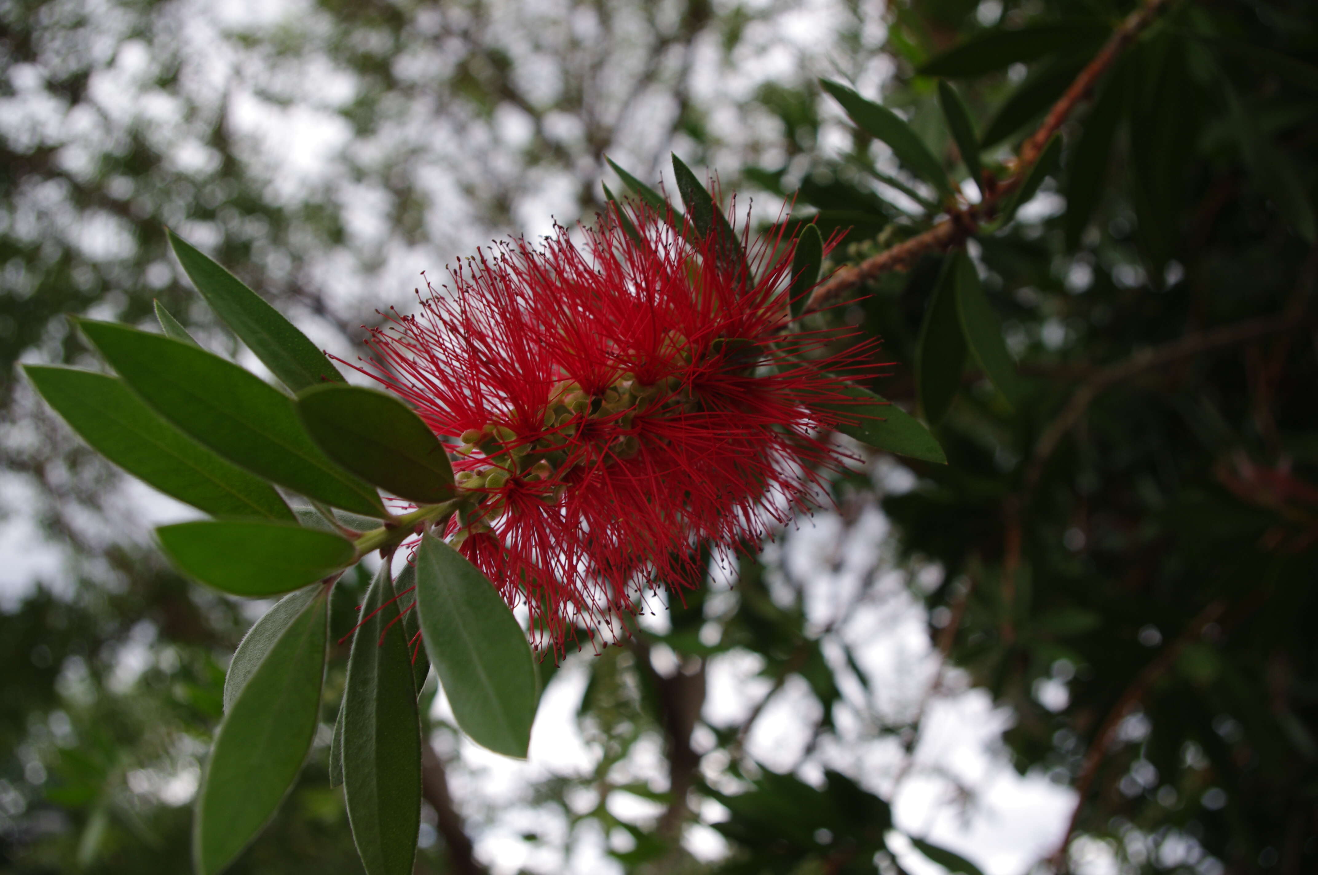 صورة Callistemon citrinus (Curtis) Skeels