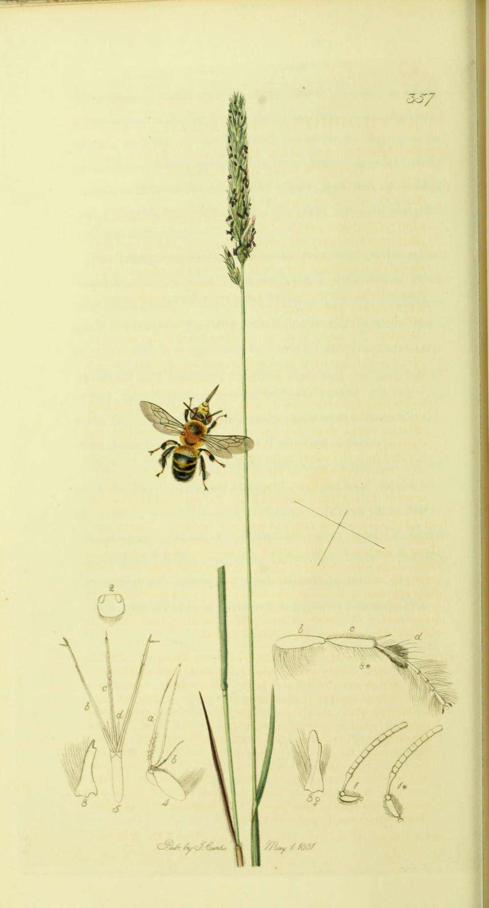 Image of Anthophora retusa (Linnaeus 1758)