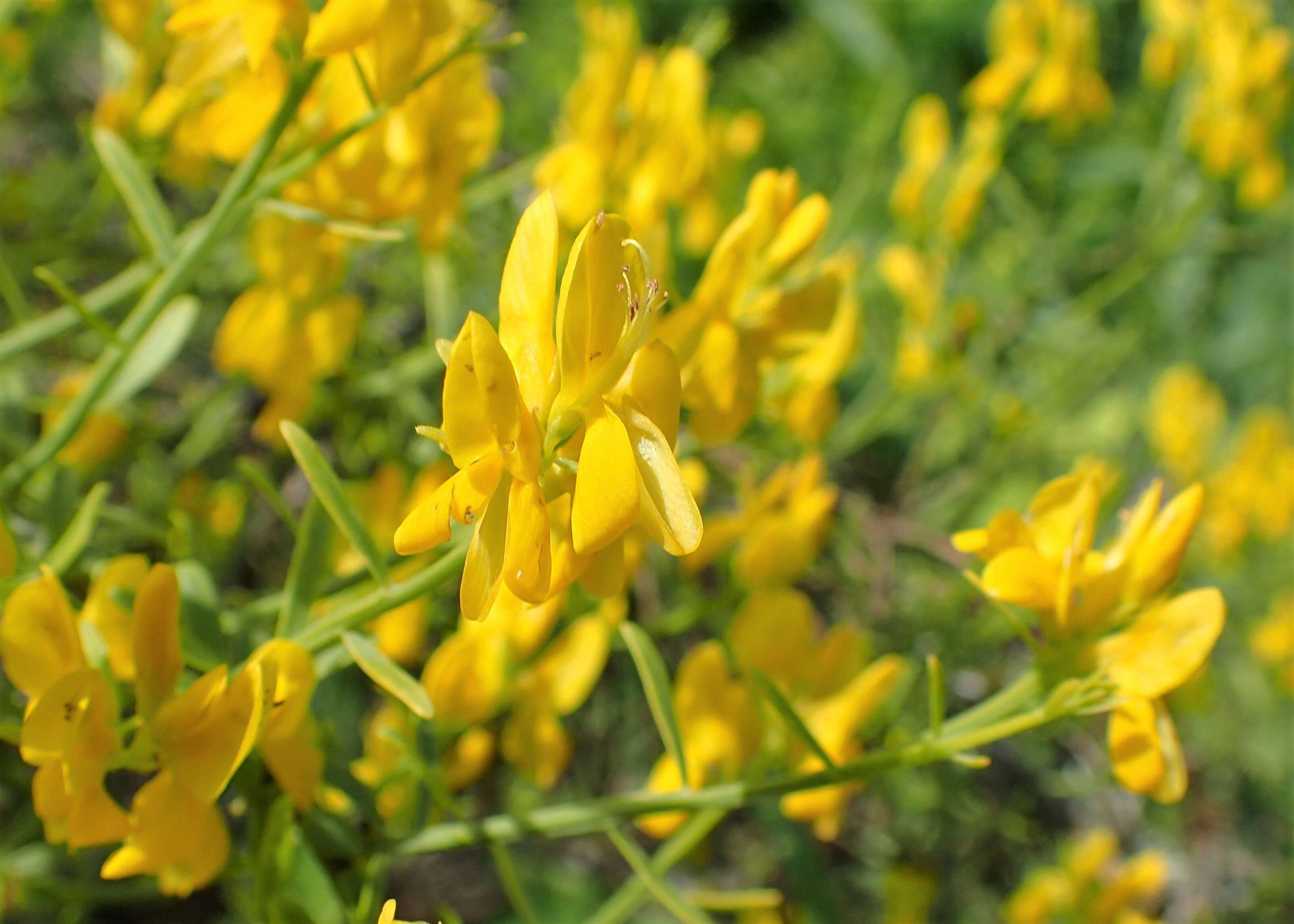 Image of Genista lydia Boiss.