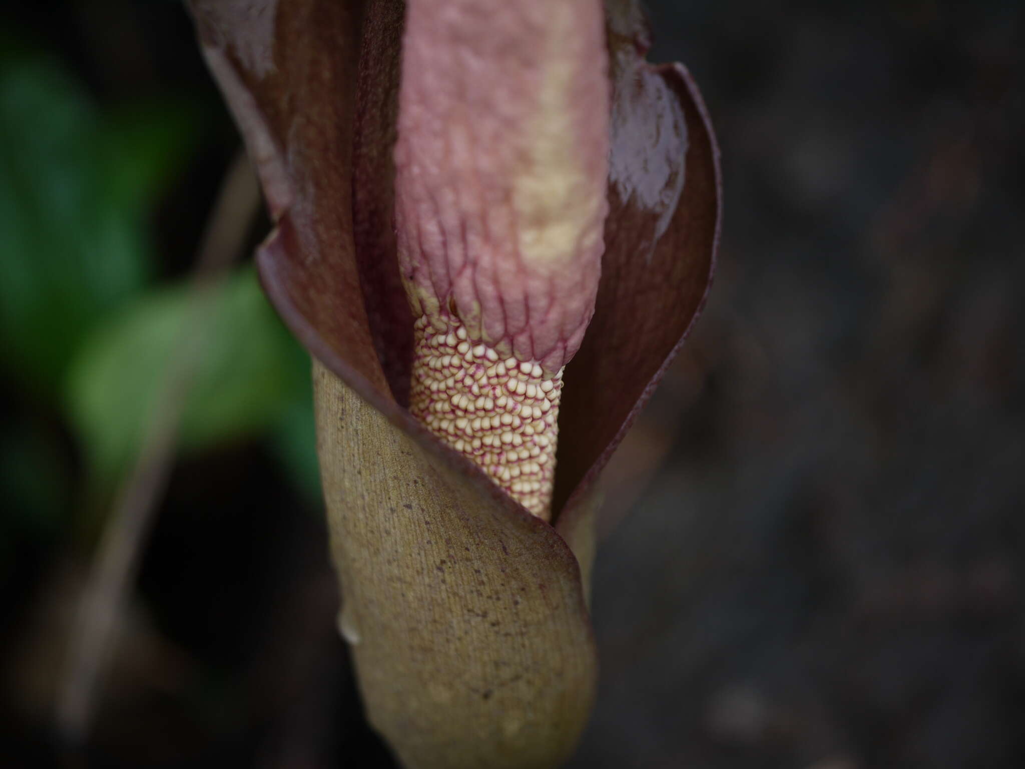 Amorphophallus commutatus (Schott) Engl. resmi